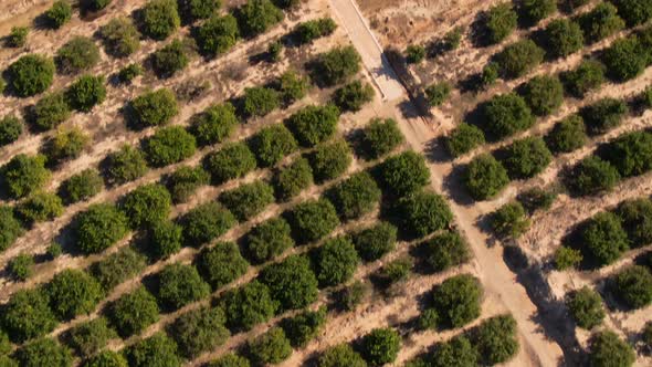 Citrus Farm Field Crops, Modern Soccer Field Complex, And Roads Near Algorfa, Spain.