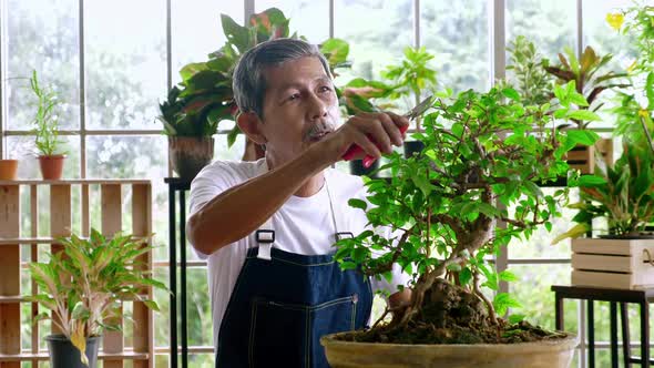 Happy senior gardener man taking care of his plants in greenhouse.
