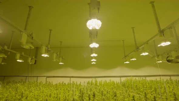 Tilt down from growing lamps to field of cannabis plants in professional nursery