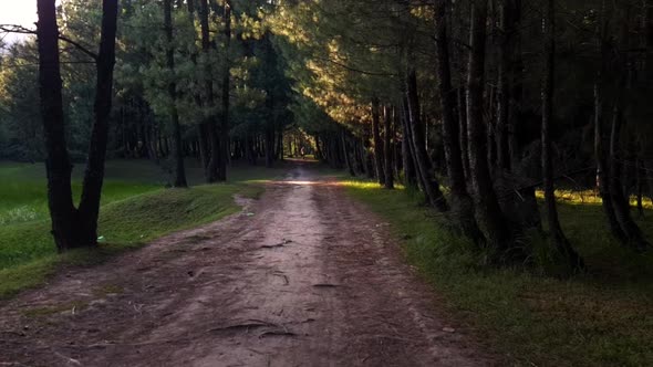 Walking through Forest trees in forest on hills film shoots of travel for high hills. Trekking and c