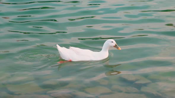 Slow motion white duck swimming in a pond