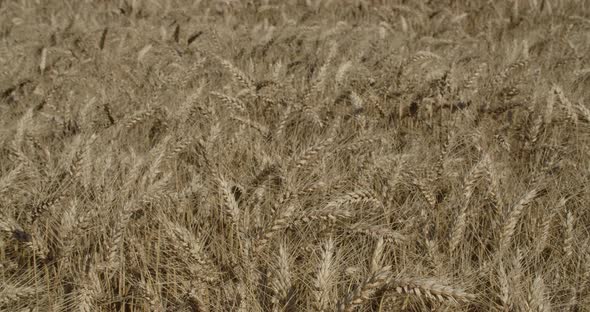 Dry Wheat Field