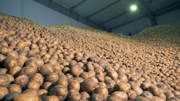 Full Warehouse with Potatoes. Potato Crops Stored in One Warehouse.
