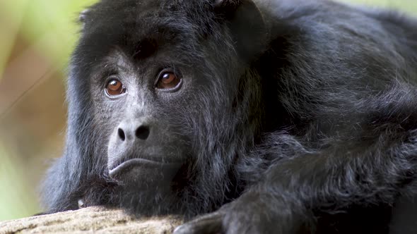 Extreme close up of a lonely Black Howler monkey looking at camera