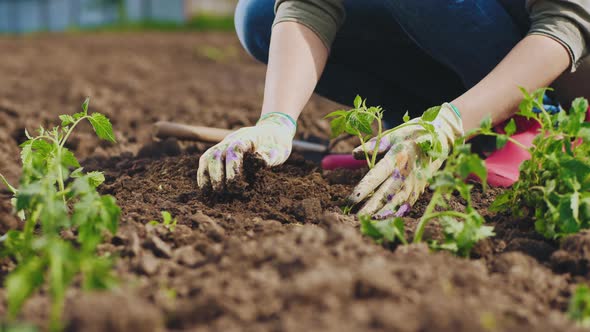 Farmer Hands Planting To Soil Tomato Seedling