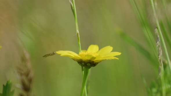 Hoverfly carefully lands on bright yellow daisy; shallow depth shot