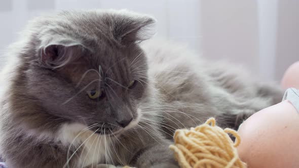 A Funny Fluffy Gray Cat Hunts for a Ball of Woolen Threads Grabs It with His Paw and Bites the