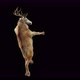 39 Deer Dancing 4K - VideoHive Item for Sale