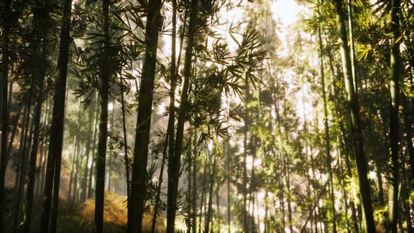 Asian Bamboo Forest with Morning Sunlight