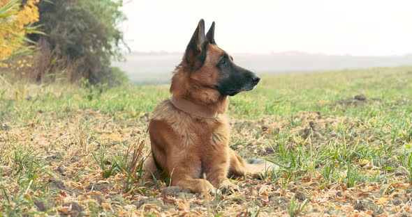 Purebred German Shepherd Dog Resting in Dry Grass Near the Forest