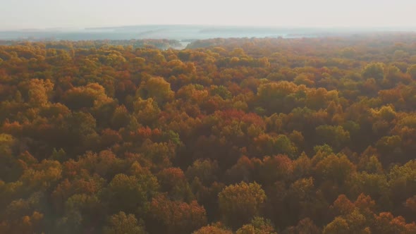 Aerial Video of Forest in Autumn at Sunset