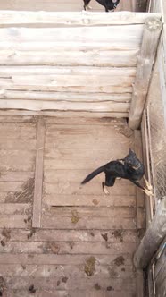 Aerial View of a Shelter for Stray Dogs