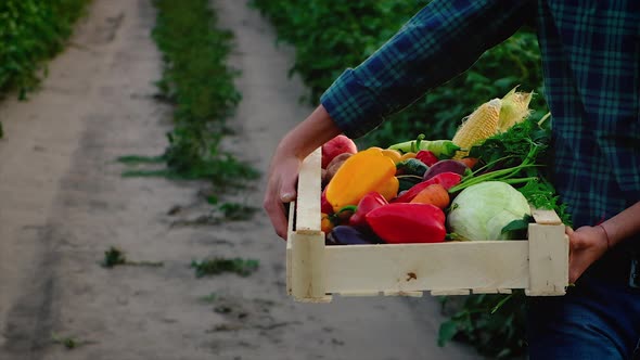 Man Farmer with a Harvest of Vegetables