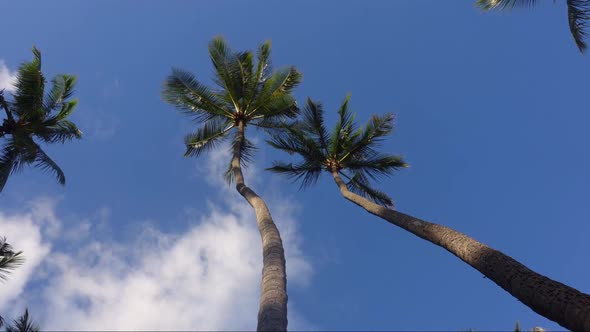 Palm Tree and Clouds