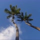 Palm Tree and Clouds - VideoHive Item for Sale