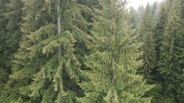Ukraine, Carpathian Mountains: Spruce in the Forest. Aerial