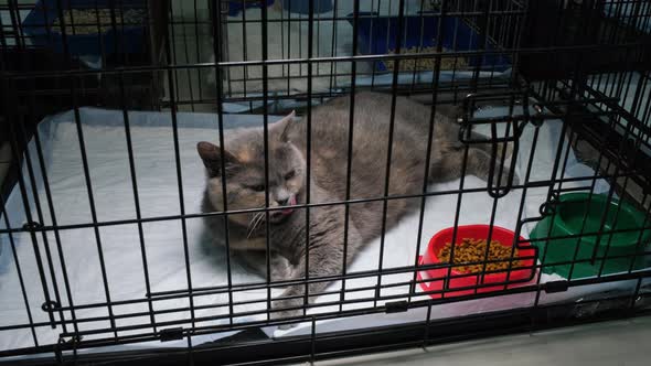 Gray Cat Lies in an Animal Shelter