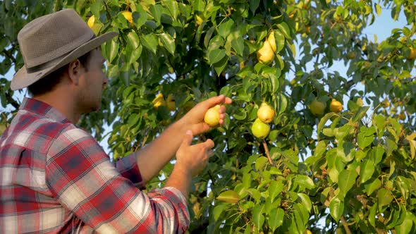 Man Farmer Harvests Ripe Pears From A Tree In Summer In A Garden At Sunset