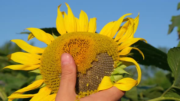 A Farmer Inspects Sunflowers Before the Harvest Season