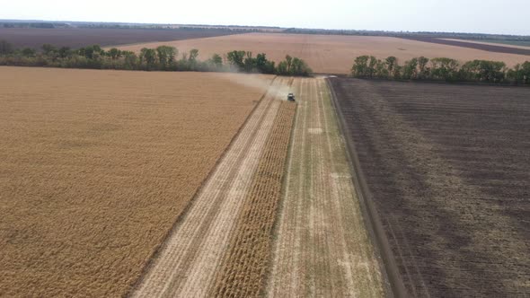 Different Combine Machines Harvesting Corn In The Field 18