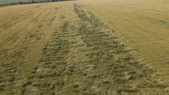 Aerial View of a Wheat Field Affected By the Disease