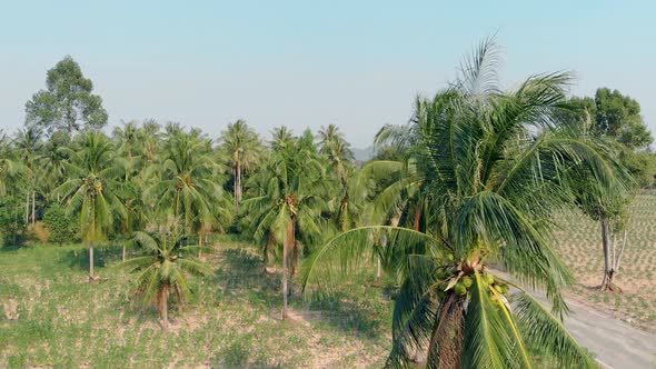 Camera Shoots Close High Palm Top on Forest Background