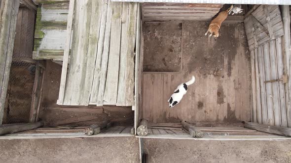 Aerial View of a Shelter for Stray Dogs.