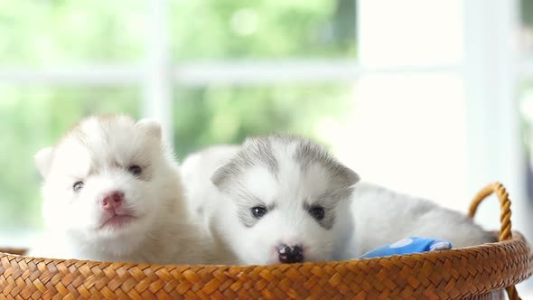 Group Cute Siberian Husky Lying In Basket Bed Slow Motion 