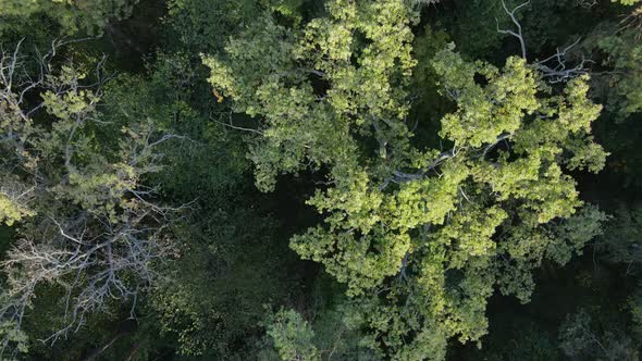 Aerial View of Trees in the Forest. Ukraine