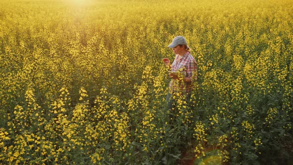 Woman Agronomist Walking Inspect the Growth and Flowering of Rapeseed in the Field