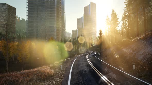 Road in the Forest