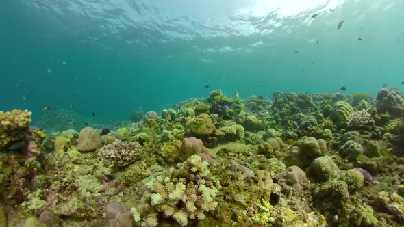 Coral Reef and Tropical Fish