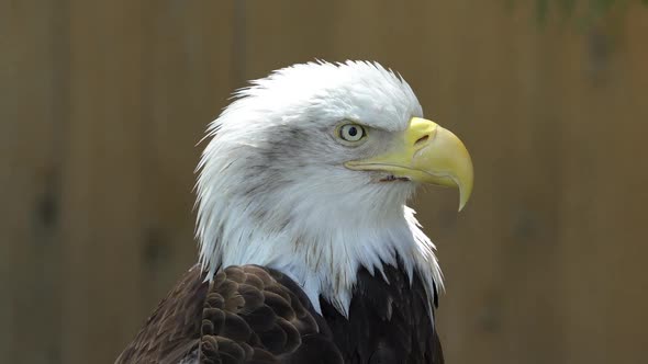 View of Bald Eagles head as it looks around