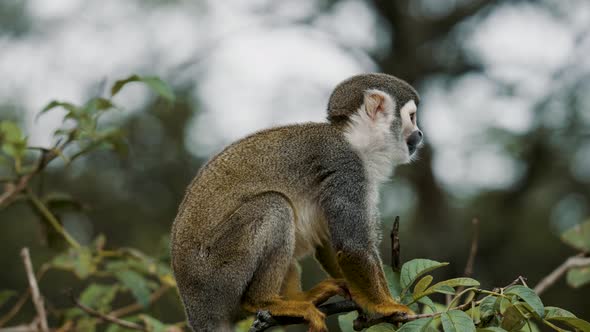 Small Squirrel Monkey Sitting On The Tree Scratching Its Body. - close up