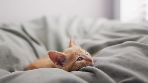 Close up of a ginger cat lying on bed in a bedroom at home