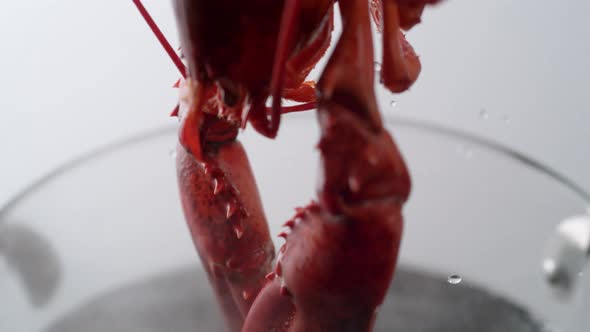 Camera follows cooking lobster in boiling water. Slow Motion. alt