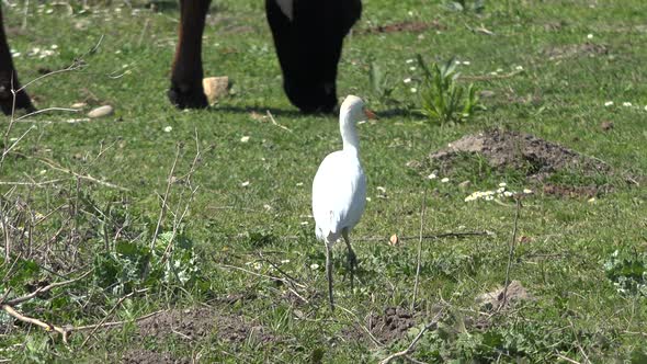 A White Heron Bird That Hunts Alone By Cows in Green Meadow