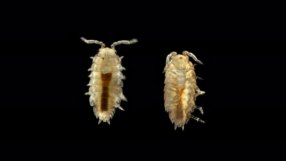 Young Isopoda Porcellio Laevis Under the Microscope, Family Porcellionidae