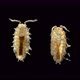 Young Isopoda Porcellio Laevis Under the Microscope, Family Porcellionidae - VideoHive Item for Sale
