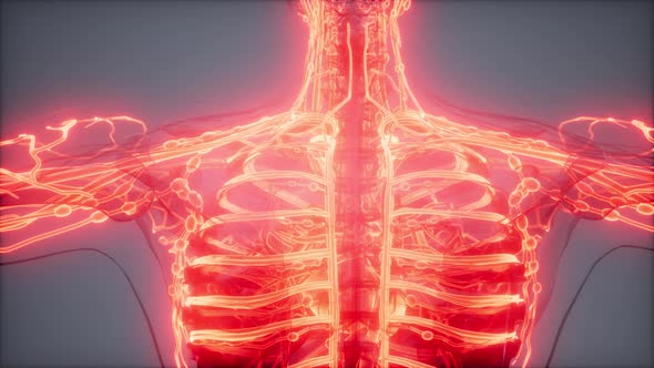 Blood Vessels of Human Body