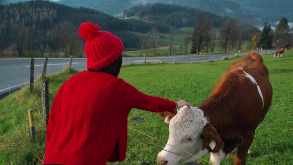 Asian Girl in Red Hat Woman Hand Pet a Cow