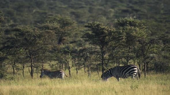 Zebras grazing in a grassland, in the Kenyan bush, Africa