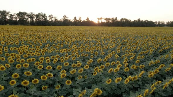 Summer Sunflowers at Sunset