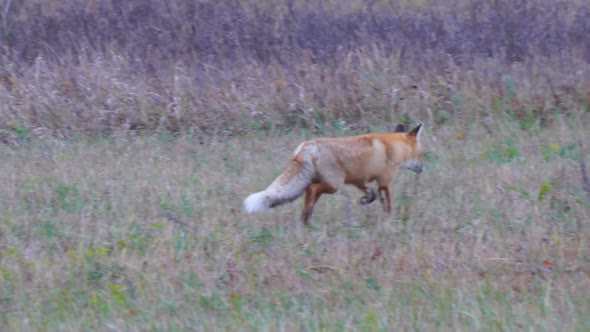 Red Fluffy Fox Runs Through an Autumn Glade