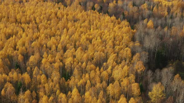 Golden Autumn Drone View of Forest Landscape with Yellow Trees From Above