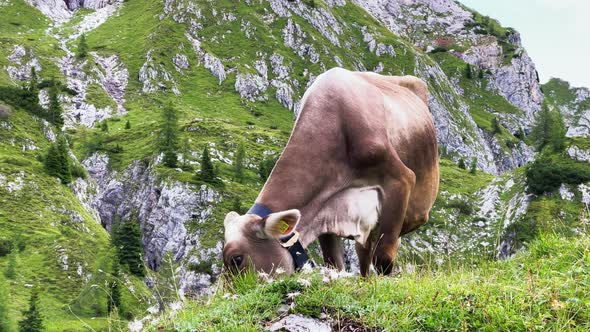 Crazing Cow on Italian Alps