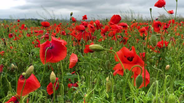 Wild Poppy Field Beautiful Summer Rural Landscape