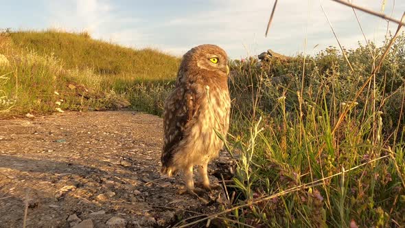 Little owl Athene noctua. Two birds near the burrow