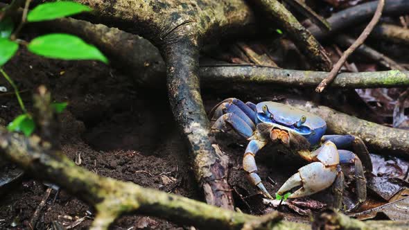 Costa Rica Crab, Blue Land Crab (cardisoma guanhumi) Rainforest Wildlife and Animals in Tortuguero N