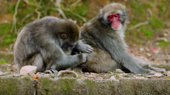 Japanese Macaque Shot Near Kyoto Japan